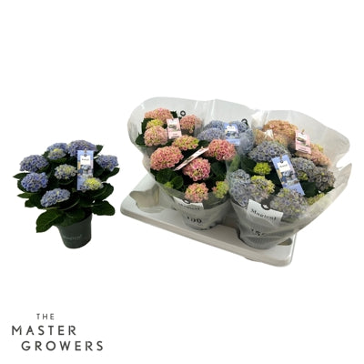 Planta naturala Hydrangea macr. Magical Revolution H30 cm PS12 cm in pamant