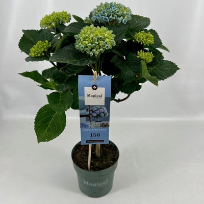 Planta naturala Hydrangea macr. Magical Revolution H45 cm PS14 cm in pamant