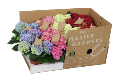 Planta naturala Hydrangea macr. mixed H22 cm PS10 cm in pamant