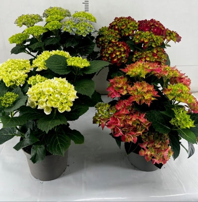 Planta naturala Hydrangea macr. mixed H40 cm PS19 cm in pamant