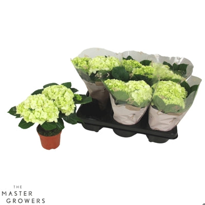 Planta naturala Hydrangea macr. 'Wudu' H22 cm PS10 cm in pamant
