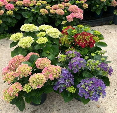 Planta naturala Hydrangea macrophylla H45 cm PS21 cm in pamant