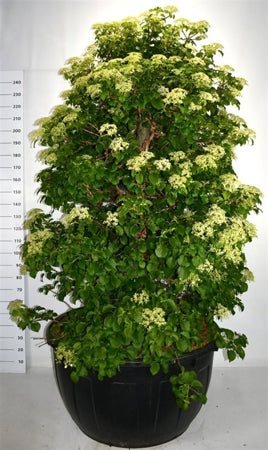 Planta naturala Hydrangea petiolaris H280 cm PS110 cm in pamant