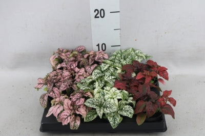 Planta naturala Hypoestes phyll. Confetti Compact mixed H11 cm PS6 cm in pamant