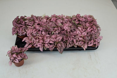 Planta naturala Hypoestes phyll. 'Confetti Compact Rose' H10 cm PS8.5 cm in pamant