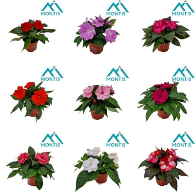 Planta naturala Impatiens (New Guinea) mixed H25 cm PS13 cm in pamant