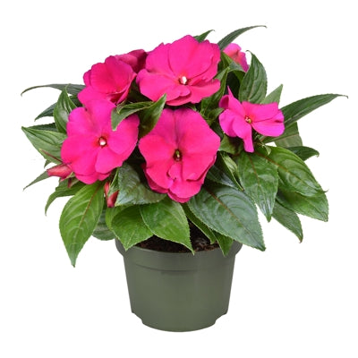 Planta naturala Impatiens (New Guinea) Petticoat Purple H25 cm PS13 cm in pamant