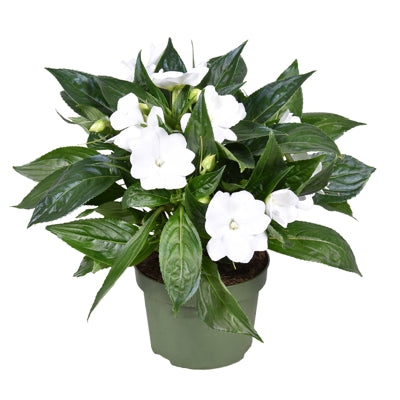 Planta naturala Impatiens (New Guinea) Petticoat White H25 cm PS13 cm in pamant