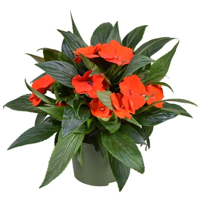 Planta naturala Impatiens (New Guinea) Tamarinda Orange H25 cm PS13 cm in pamant