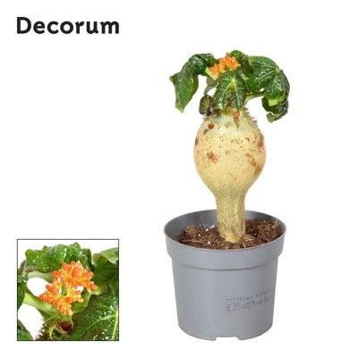Planta naturala Jatropha podagrica H25 cm PS13 cm in pamant