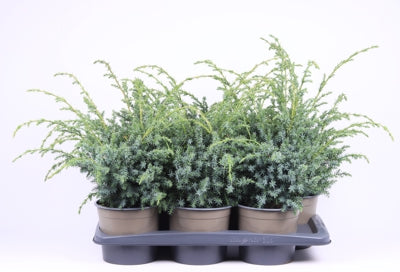 Planta naturala Juniperus chin. 'Blue Alps' H50 cm PS17 cm in pamant