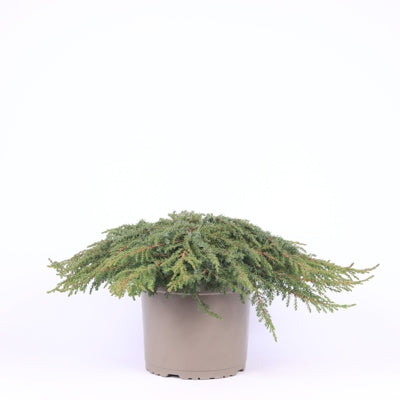 Planta naturala Juniperus comm. 'Green Carpet' H40 cm PS23 cm in pamant