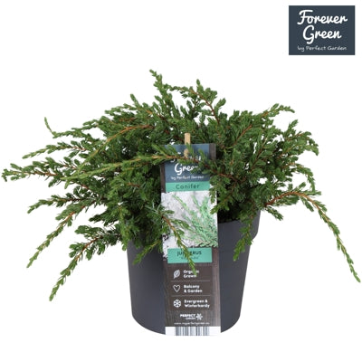 Planta naturala Juniperus comm. 'Repanda' H30 cm PS14 cm in pamant