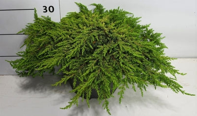 Planta naturala Juniperus communis H25 cm PS26 cm in pamant