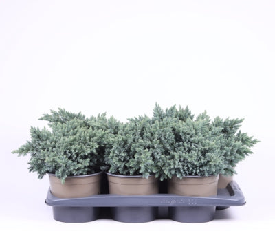 Planta naturala Juniperus squamata 'Blue Star' H35 cm PS17 cm in pamant