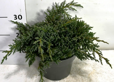 Planta naturala Juniperus squamata H35 cm PS23 cm in pamant