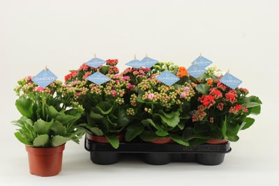 Planta naturala Kalanchoe double Gardenlina mixed H23 cm PS10.5 cm in pamant