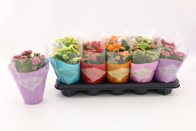 Planta naturala Kalanchoe double mixed 5 colours H23 cm PS10.5 cm in pamant