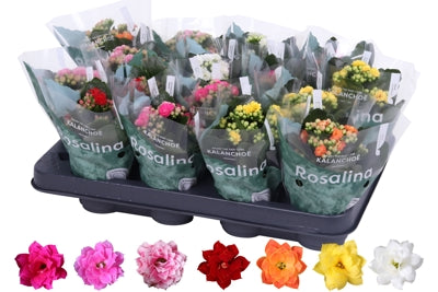 Planta naturala Kalanchoe double Rosalina mixed dive H15 cm PS7 cm in pamant