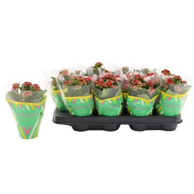 Planta naturala Kalanchoe double Rubio Red H15 cm PS8 cm in pamant