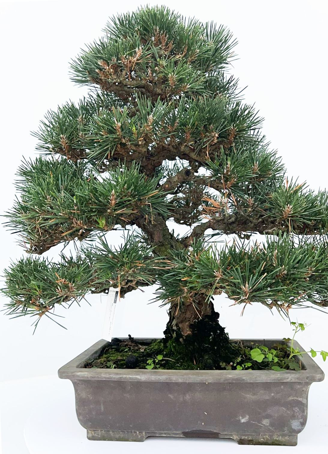 Planta naturala Kotobuki H60cm Pinus thunbergii PS31/ in pamant