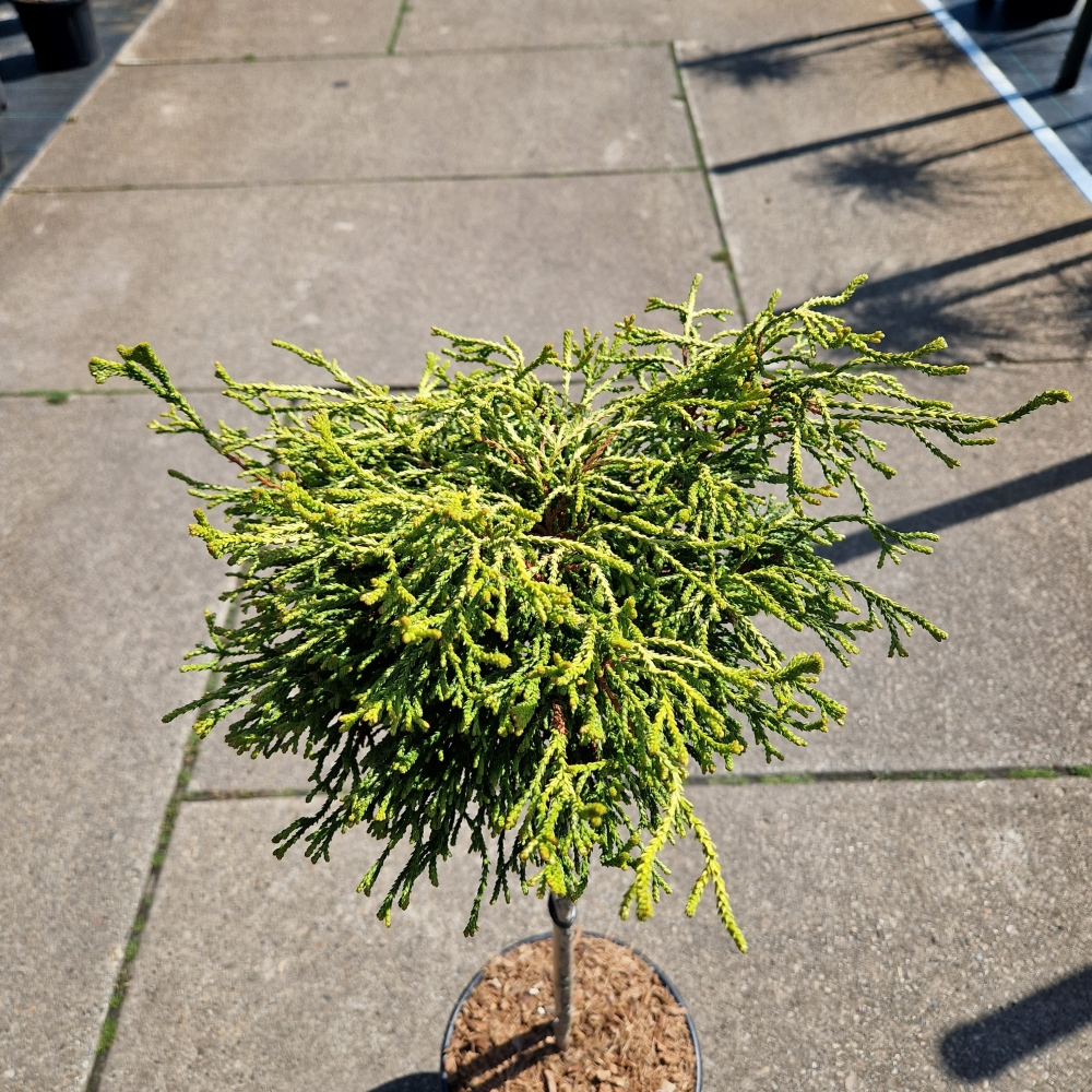 Planta naturala Kugel H100cm Chamaecyparis obtusa Gitte PS28/ in pamant