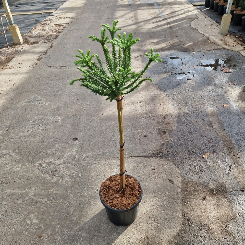 Planta naturala Kugel H100cm Cryptomeria japonica Dinger PS26/ in pamant