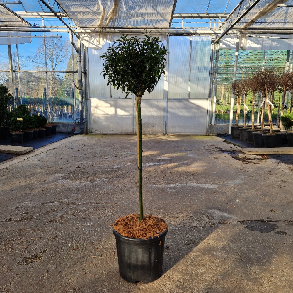 Planta naturala Kugel H100cm Ilex aquif. Heckenzwerg  PS28/ in pamant