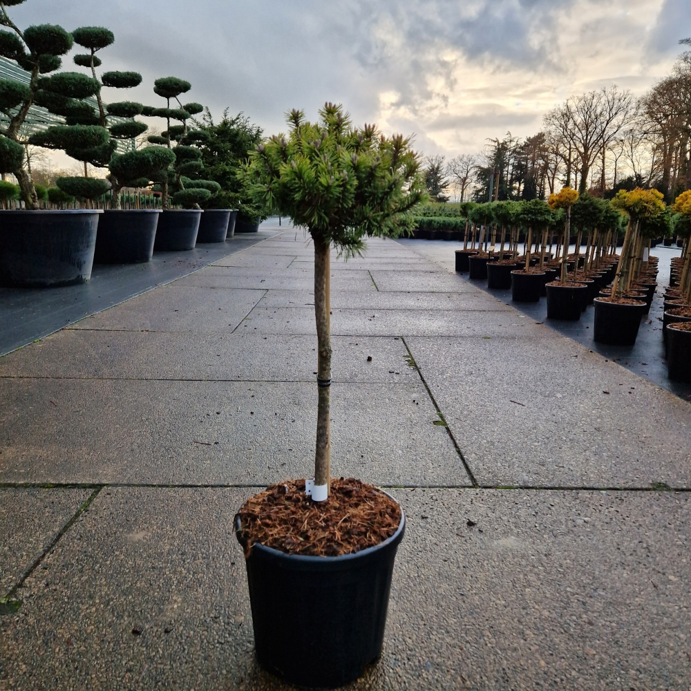 Planta naturala Kugel H100cm Pinus mugo 'Mops' PS28/ in pamant