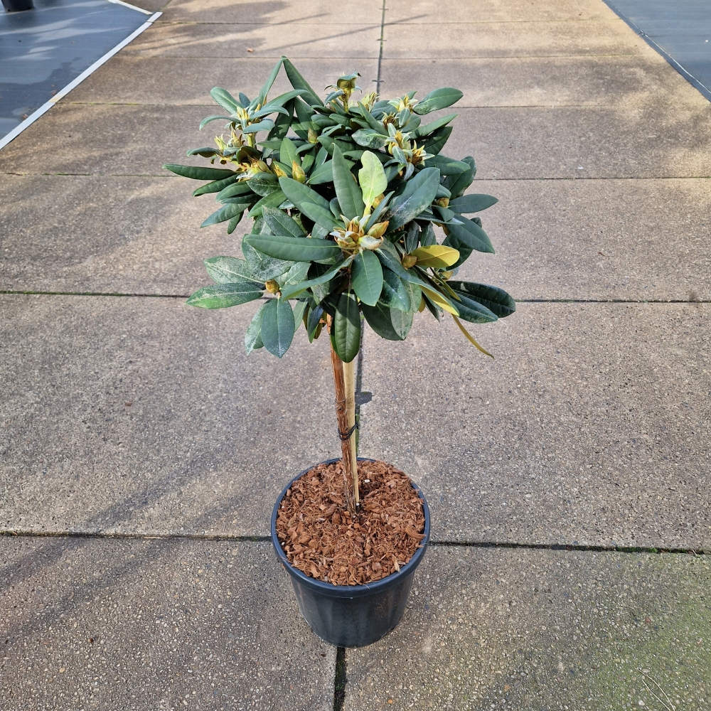 Planta naturala Kugel H100cm Rhododendron (Yakushimanum Grp) 'Anuschka' PS31/ in pamant