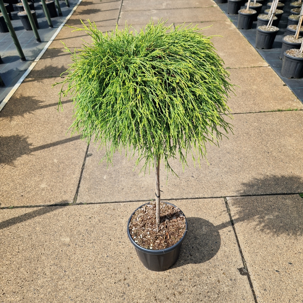 Planta naturala Kugel H120cm Chamaecyparis pisifera 'Sungold' PS31/ in pamant
