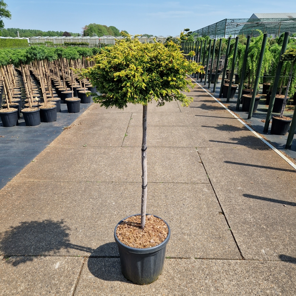 Planta naturala Kugel H140cm Chamaecyparis obtusa Gitte PS36/ in pamant
