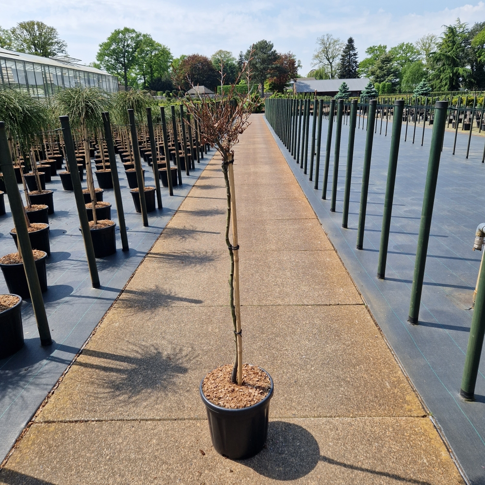 Planta naturala Kugel H140cm Fagus sylvatica Mercedes PS31/ in pamant