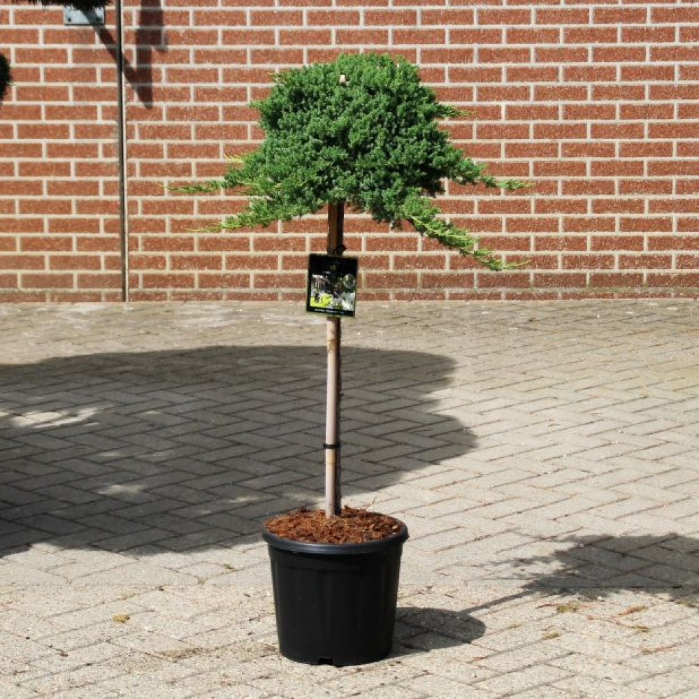 Planta naturala Kugel H140cm Juniperus procumbens 'Nana' PS31/ in pamant