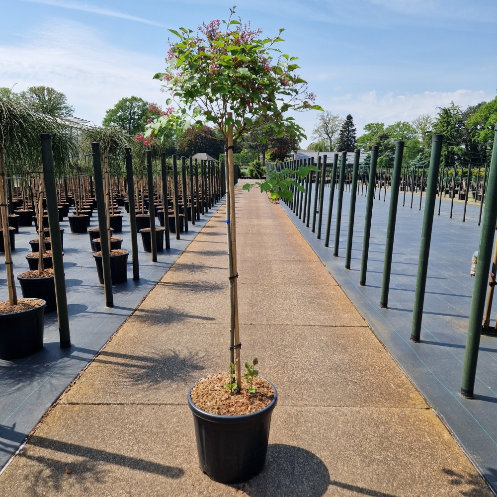 Planta naturala Kugel H140cm Syringa Flowerfesta pink PS36/ in pamant