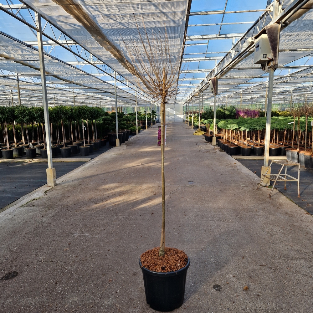 Planta naturala Kugel H140cm Syringa meyeri Dark Purple PS36/ in pamant