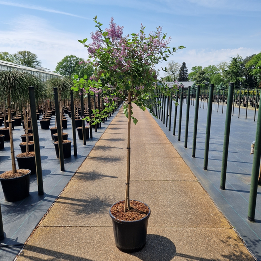 Planta naturala Kugel H140cm Syringa meyeri Palibin PS36/ in pamant