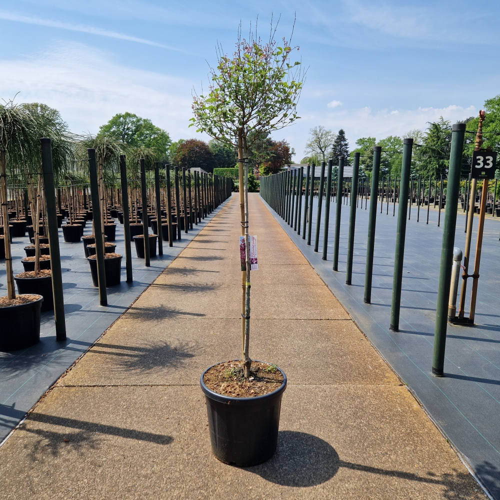 Planta naturala Kugel H140cm Syringa meyeri Pink Perfume PS36/ in pamant