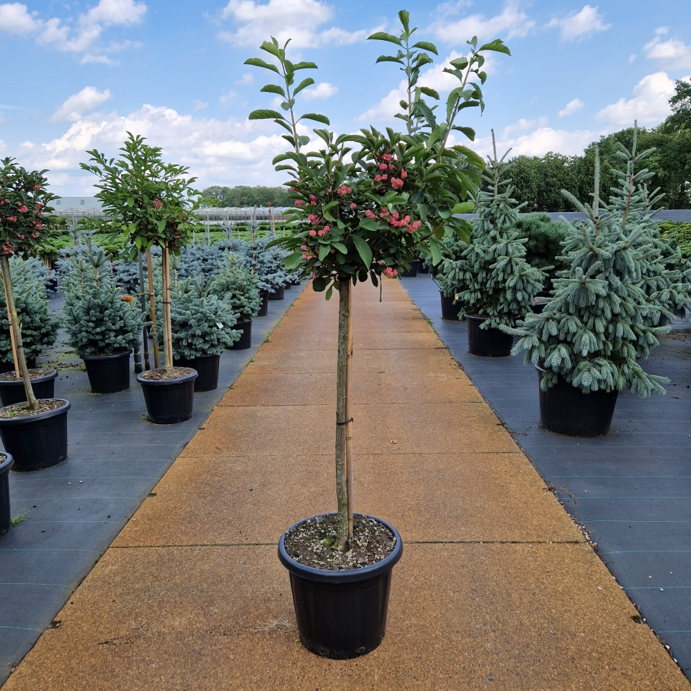 Planta naturala Kugel H150cm Euonymus phellomanus PS44/ in pamant