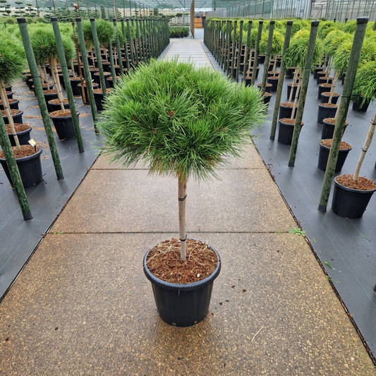 Planta naturala Kugel H160cm Pinus nigra Brepo  PS40/ in pamant