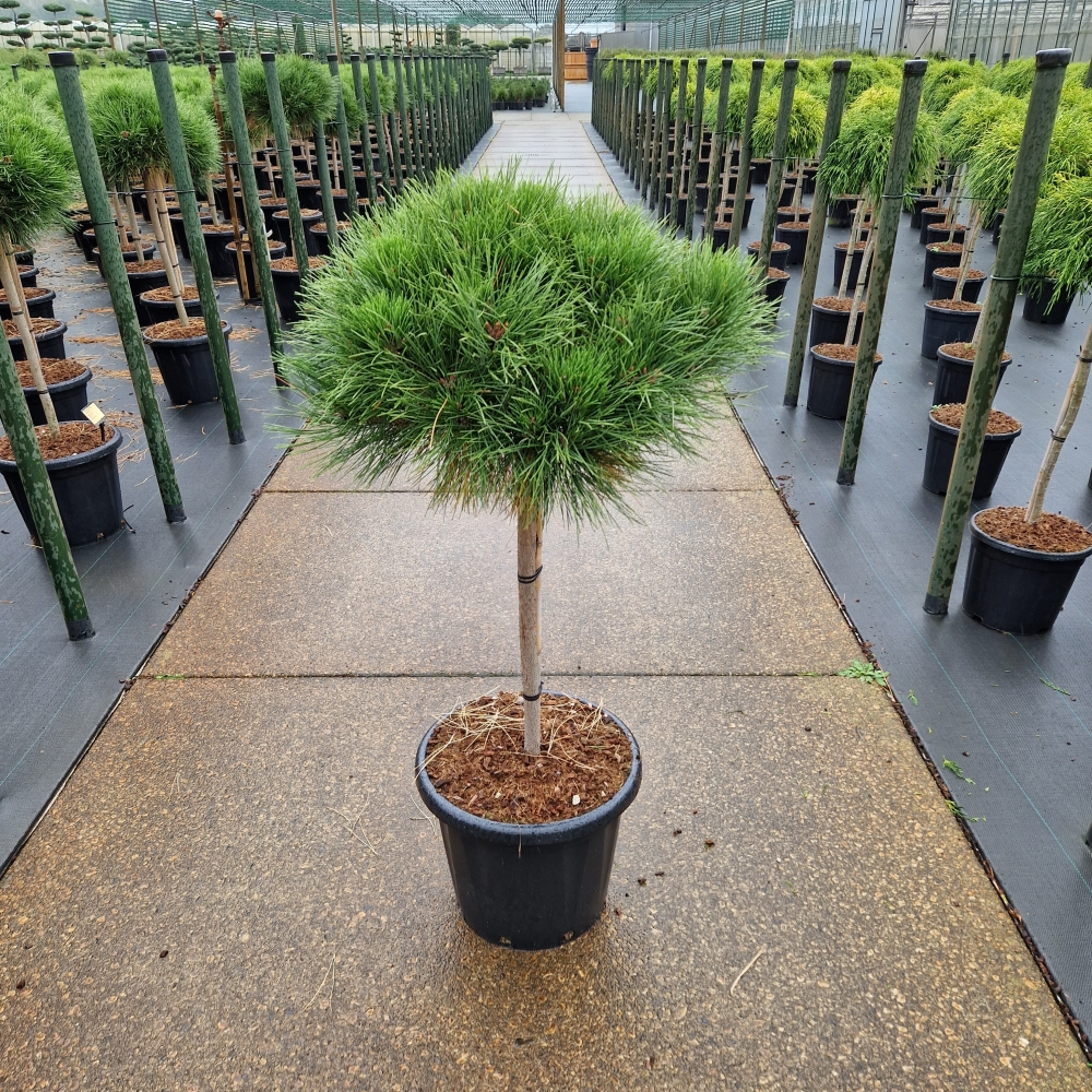 Planta naturala Kugel H160cm Pinus nigra Brepo  PS40/ in pamant