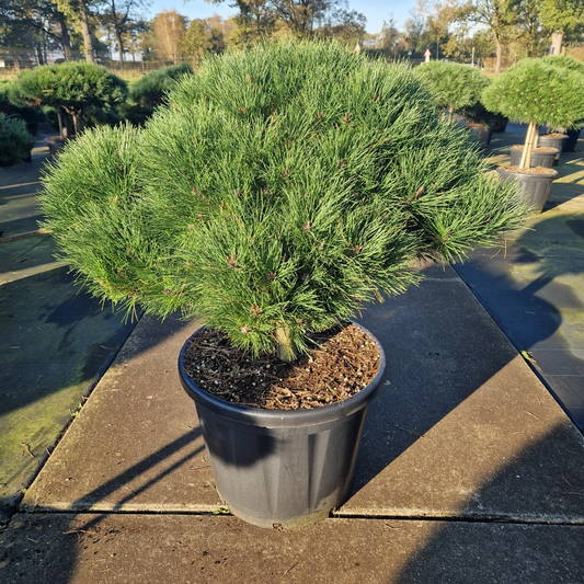 Planta naturala Kugel H160cm Pinus nigra Brepo PS65/ in pamant