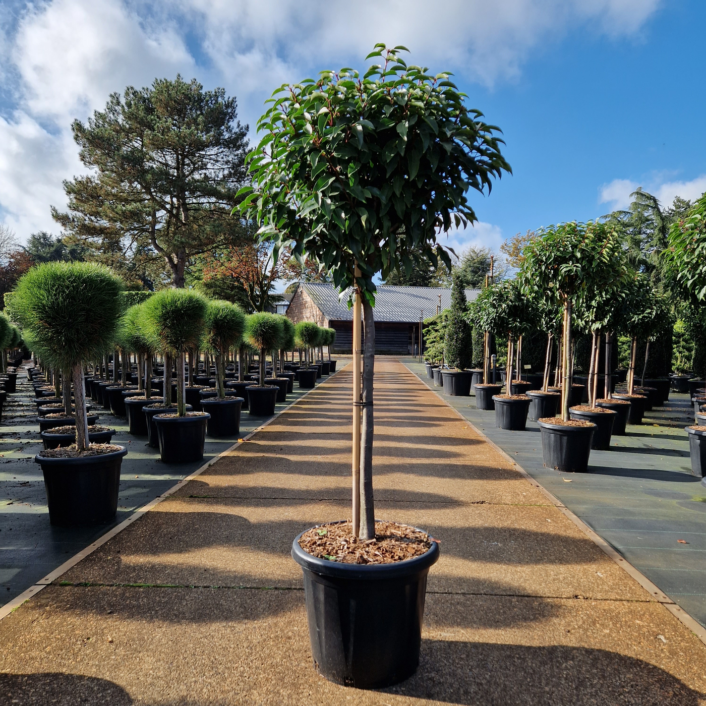 Planta naturala Kugel H160cm Prunus lusitanica 'Angustifolia' PS40/ in pamant