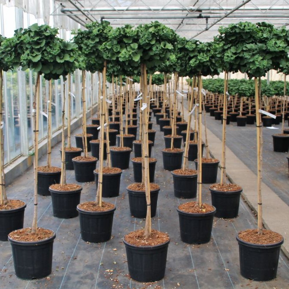 Planta naturala Kugel H170cm Ginkgo biloba Troll PS36/ in pamant