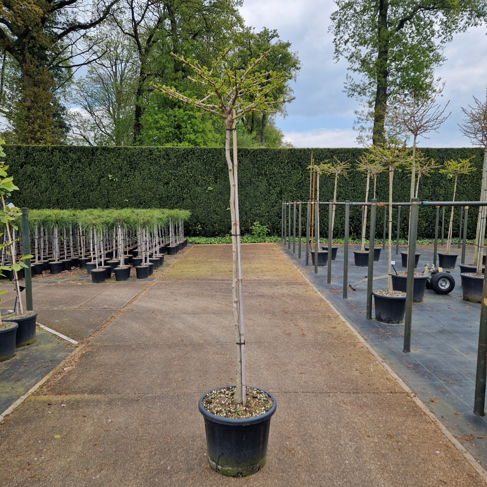 Planta naturala Kugel H270cm Ginkgo biloba Mariken PS55/ in pamant