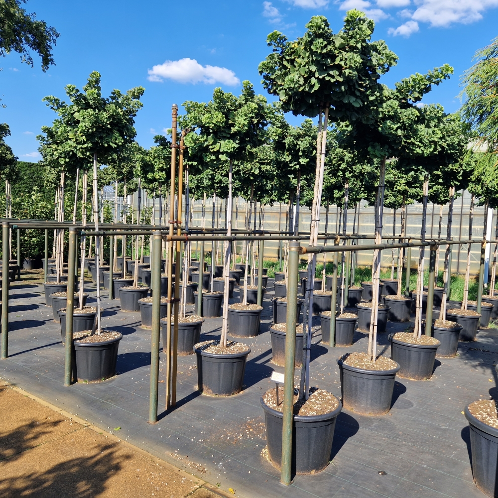 Planta naturala Kugel H300cm Ginkgo biloba Mariken PS55/ in pamant