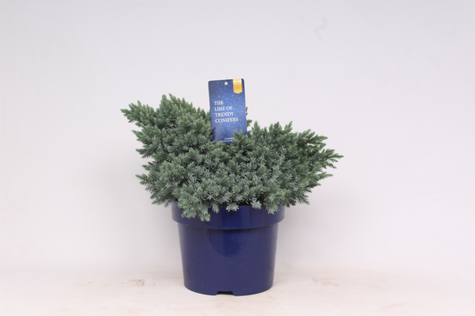 Planta naturala Kugel H30cm Juniperus squamata 'Blue Star' PS23/ in pamant
