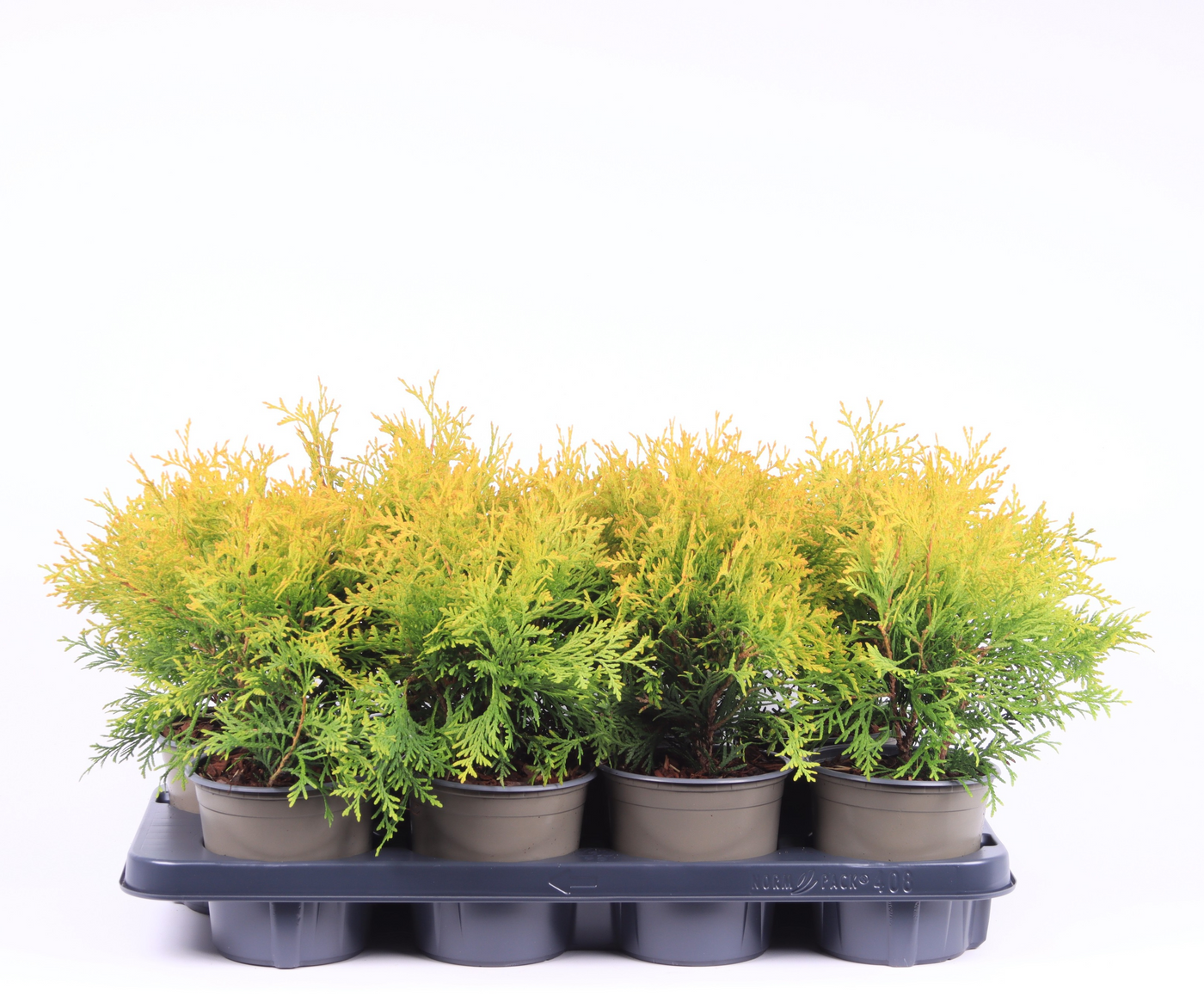 Planta naturala Kugel H30cm Thuja occidentalis 'Golden Globe' PS13/ in pamant
