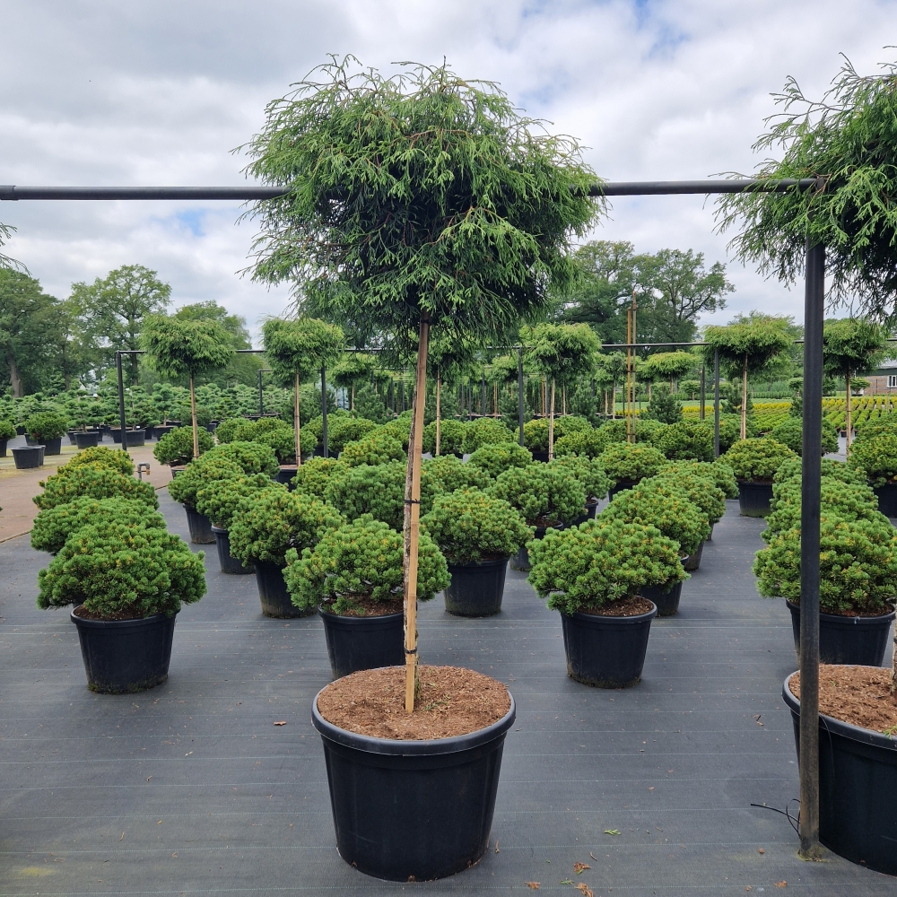 Planta naturala Kugel H350cm Thuja plicata Kagers Beauty PS78/ in pamant