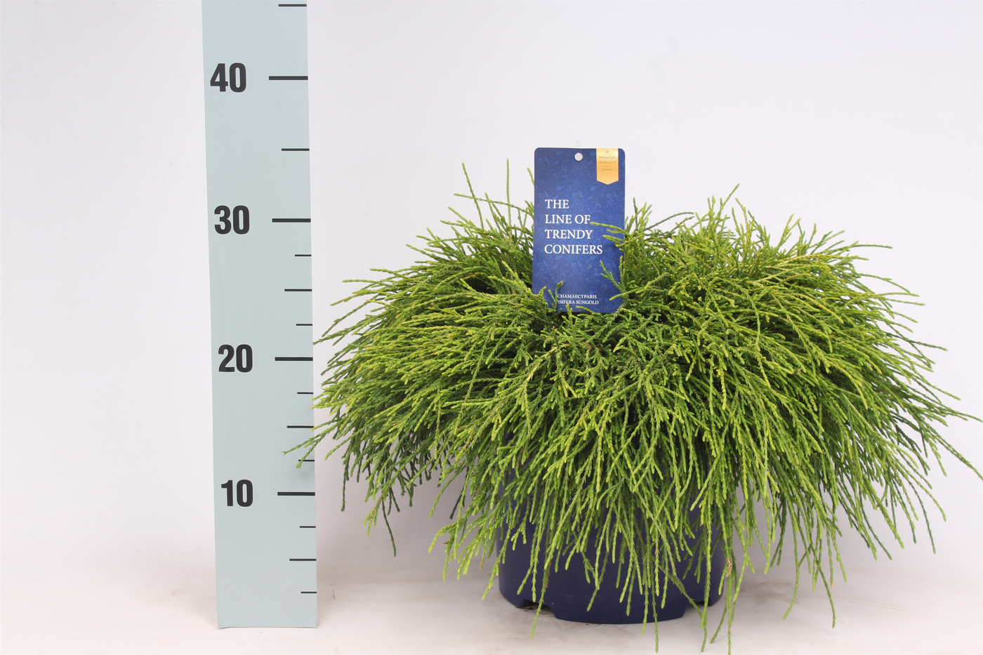 Planta naturala Kugel H35cm Chamaecyparis pisifera 'Sungold' PS23/ in pamant